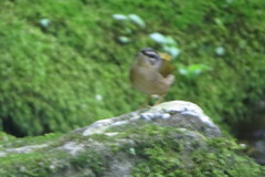 Myiothlypis rivularis