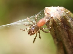 Atypus affinis
