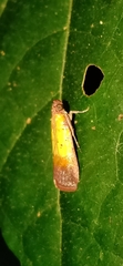 Piesmopoda semilutea