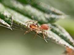 Atypus affinis