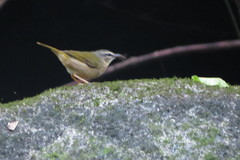 Myiothlypis rivularis