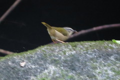 Myiothlypis rivularis