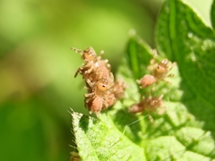 Atypus affinis