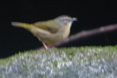 Myiothlypis rivularis