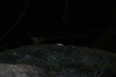 Myiothlypis rivularis