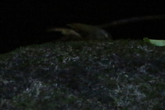 Myiothlypis rivularis