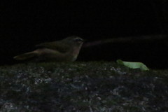 Myiothlypis rivularis