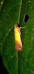 Piesmopoda semilutea