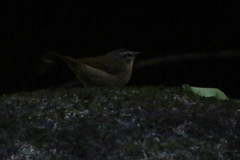 Myiothlypis rivularis