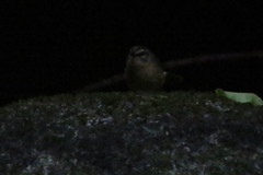 Myiothlypis rivularis