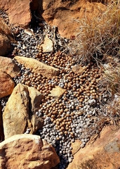 Pronolagus randensis