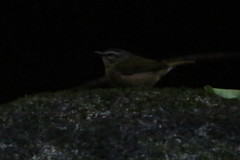 Myiothlypis rivularis