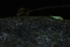 Myiothlypis rivularis