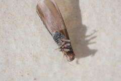 Kalotermes flavicollis