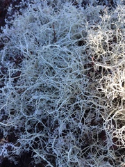 Alectoria ochroleuca