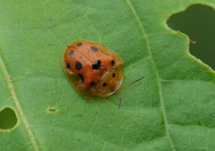 Laccoptera tredecimpunctata