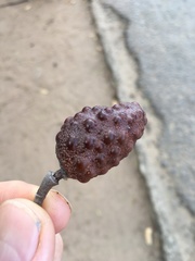 Rhopalocarpus