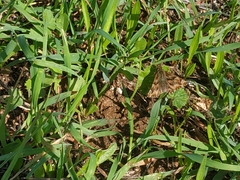 Carcharodus tripolina