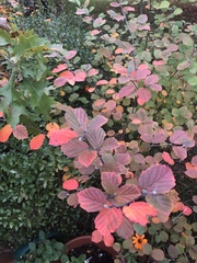 Fothergilla gardenii