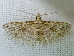 Alucita desmodactyla