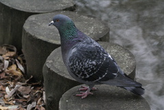 Columba livia domestica