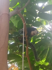 Callithrix geoffroyi