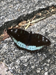 Tanaecia whiteheadi