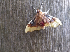 Eupastranaia lilacina