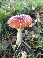Amanita muscaria muscaria