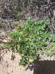 Cleretum lyratifolium