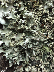 Heterodermia leucomelos