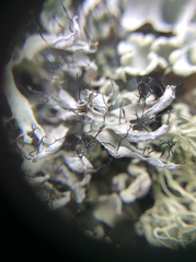 Heterodermia leucomelos