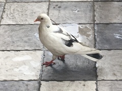 Columba livia domestica