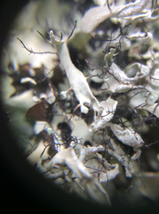 Heterodermia leucomelos