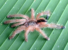Avicularia lynnae
