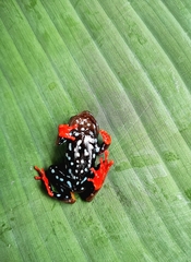 Hyperolius bolifambae