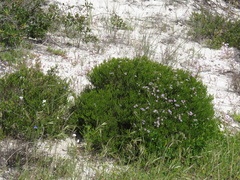 Agathosma thymifolia