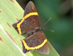 Riodina lysippus