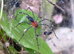 Aglaoctenus castaneus