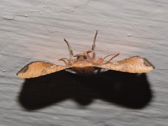 Banisia