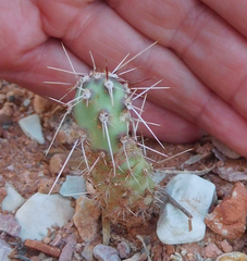 Opuntia tortispina