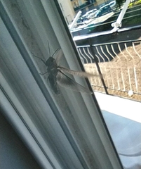 Anacridium aegyptium