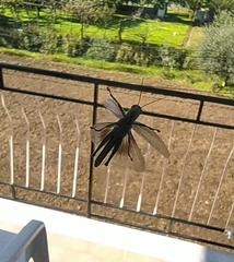 Anacridium aegyptium