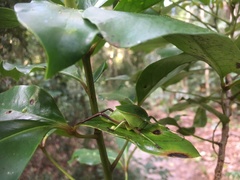 Cesacomora