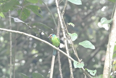 Psilopogon oorti