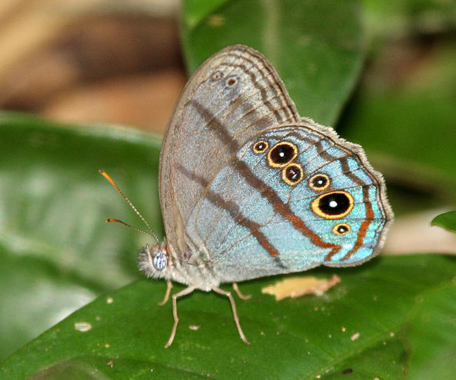 Cisandina