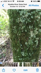 Vittaria lineata image