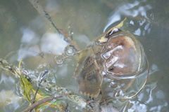 Carcinoscorpius rotundicauda
