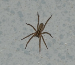 Centroctenus brevipes