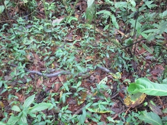 Clelia equatoriana